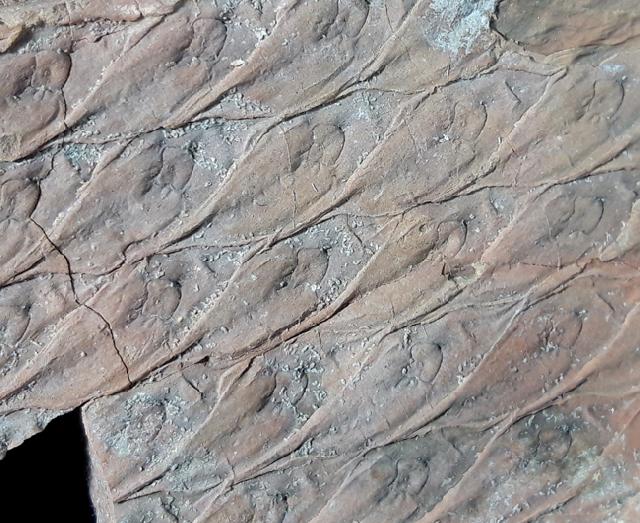 Lepidodendron cf. aculeatum STERNBERG 1820 - Bild © FossNet FossilienStore